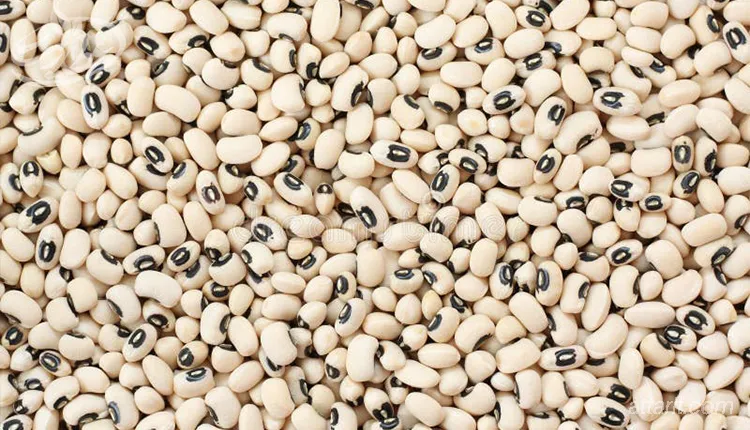 قیمت و خرید لوبیا چشم بلبلی